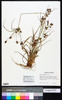 Cyperus retrorsus image