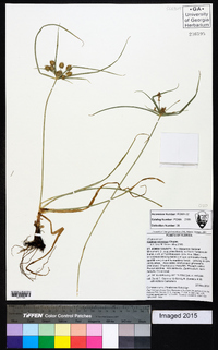 Cyperus retrorsus image