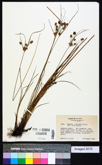 Cyperus retrorsus image