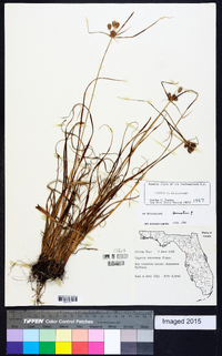 Cyperus retrorsus image