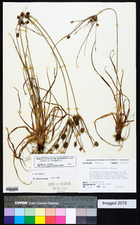 Cyperus retrorsus image