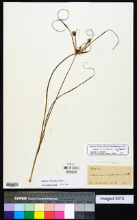 Cyperus retrorsus image