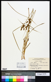 Cyperus retrorsus image