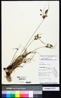 Cyperus retrorsus image