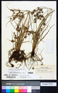 Cyperus retrorsus image