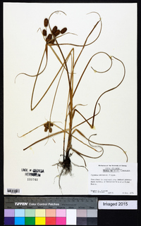 Cyperus retrorsus image