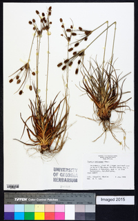 Cyperus retrorsus image