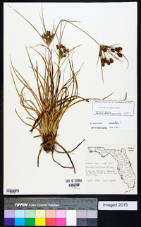 Cyperus retrorsus image