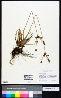 Cyperus retrorsus var. retrorsus image