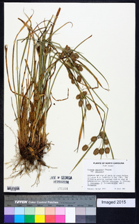 Cyperus retrorsus image