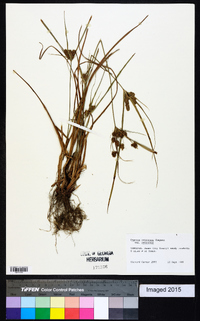 Cyperus retrorsus image