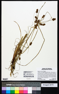 Cyperus retrorsus image