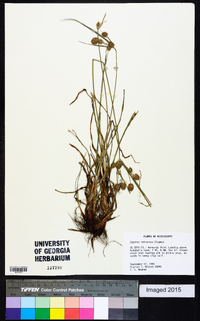 Cyperus retrorsus image