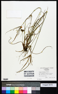 Cyperus retrorsus image