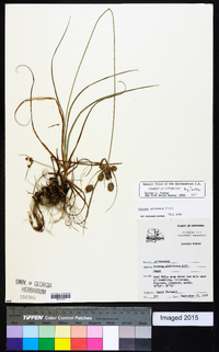 Cyperus retrorsus image