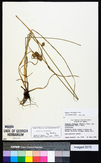 Cyperus retrorsus image