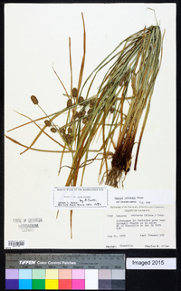 Cyperus retrorsus image