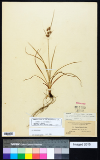 Cyperus retrorsus image