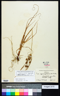 Cyperus retrorsus image