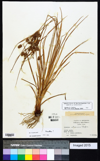 Cyperus retrorsus image