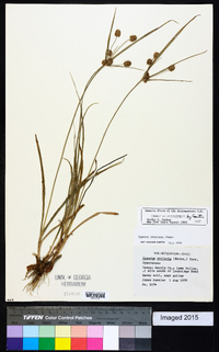 Cyperus retrorsus image