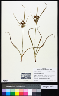 Cyperus retrorsus image