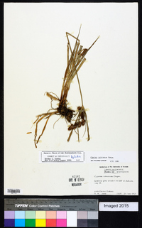 Cyperus retrorsus image