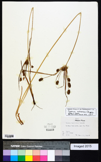 Cyperus retrorsus image