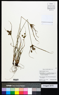 Cyperus retrorsus image