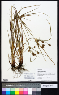 Cyperus retrorsus image