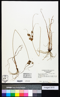 Cyperus retrorsus image