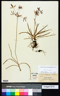 Cyperus rotundus image