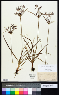 Cyperus rotundus image