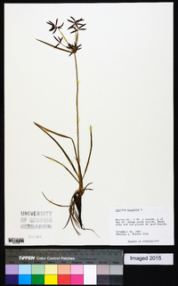 Cyperus rotundus image