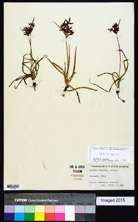 Cyperus rotundus image