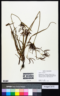 Cyperus rotundus image