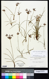 Cyperus rotundus image