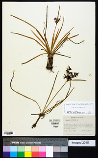 Cyperus rotundus image