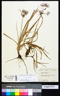 Cyperus rotundus image