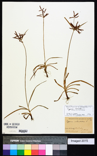 Cyperus rotundus image