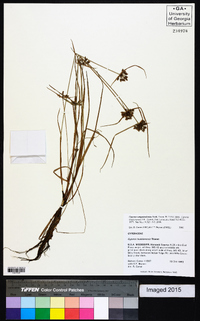 Cyperus sanguinolentus image