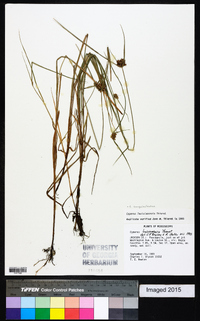 Cyperus sanguinolentus image