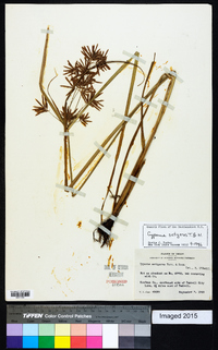 Cyperus setigerus image