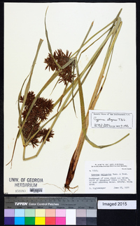 Cyperus setigerus image