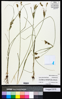 Cyperus sphaerolepis image