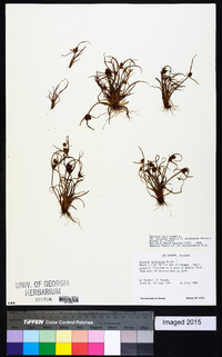 Cyperus squarrosus image