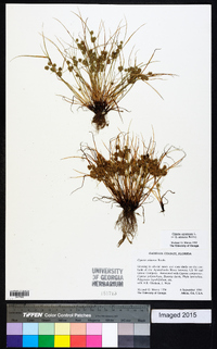 Cyperus squarrosus image