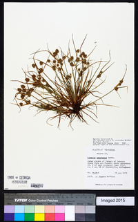 Cyperus squarrosus image