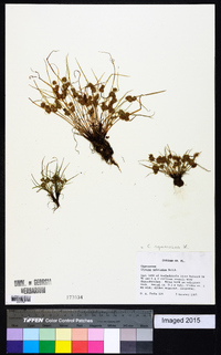 Cyperus squarrosus image