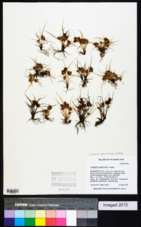 Cyperus squarrosus image